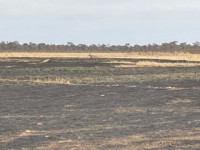 2022-07-03 KhaudumRoanAntelope.jpg