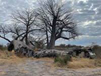 2022-07-04 BaobabTree1.jpg